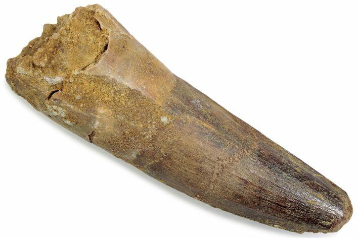 Fossil Spinosaurus Tooth - Feeding Worn Tip #376419